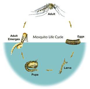 Life Cycle
